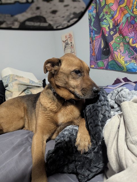 Zoe the dog